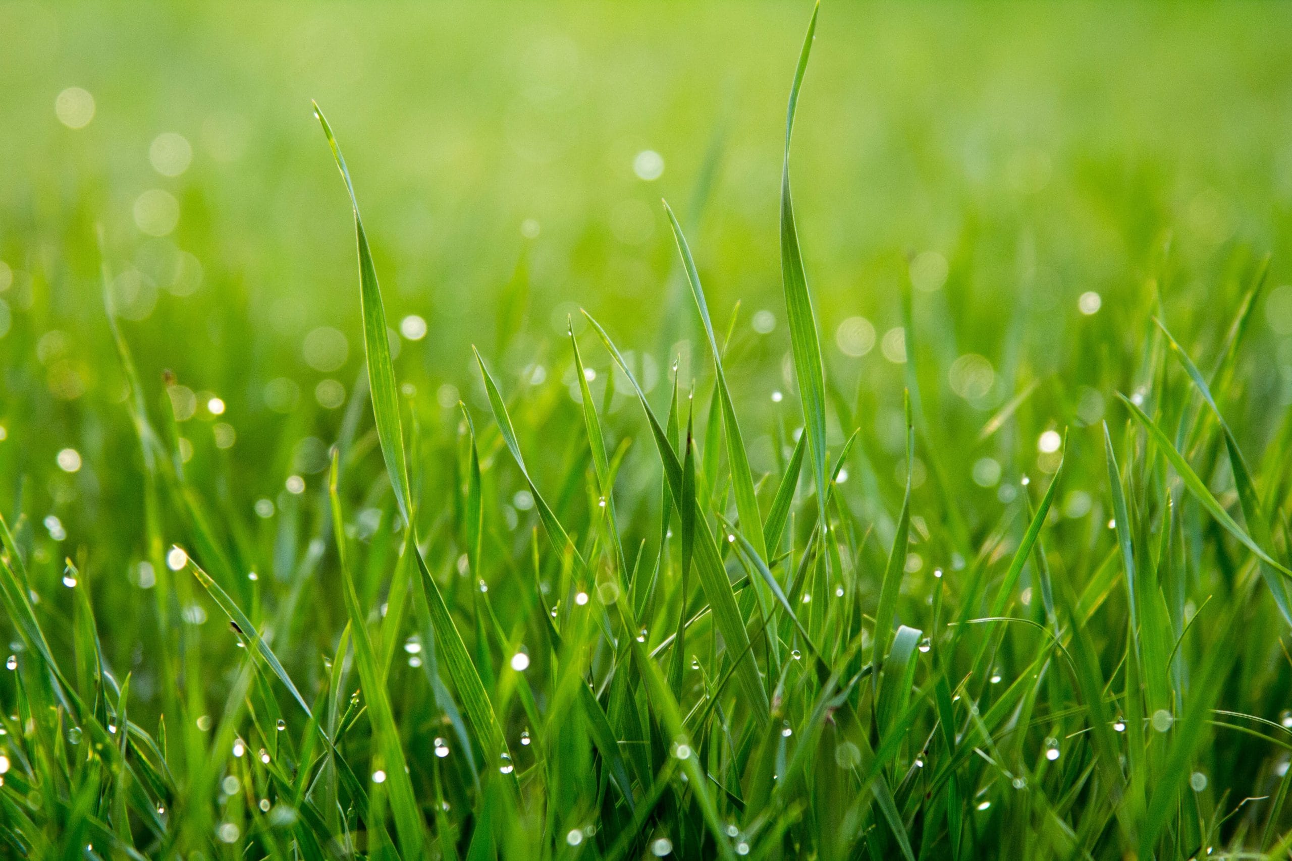 Urban Effects Lawn Care